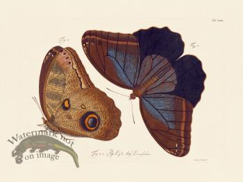 Jablonsky Butterfly 029